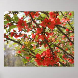 Red Flowering Quince Spring Flower Blossoms  Poster