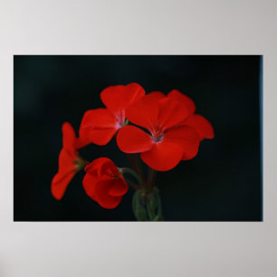 Red Flowers Against Black Background Poster