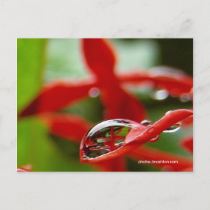 Red Flowers in a Raindrop Postcard