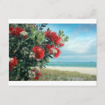 Red flowers paradise beach New Zealand summer Postcard<br><div class="desc">Red Pohutukawa tree flowers paradise beach New Zealand summer</div>
