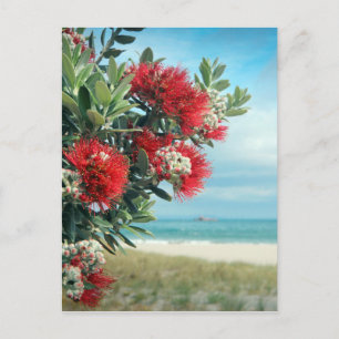 Red flowers paradise beach New Zealand summer Postcard