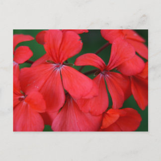 red flowers postcard