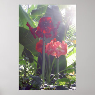 Red Flowers Poster