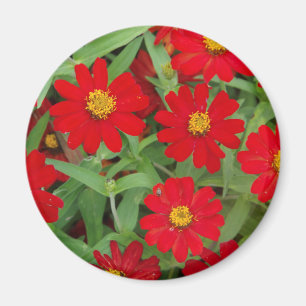 Red flowers with Yellow Centres magnet