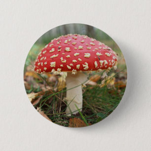 Red Fly Agaric Button