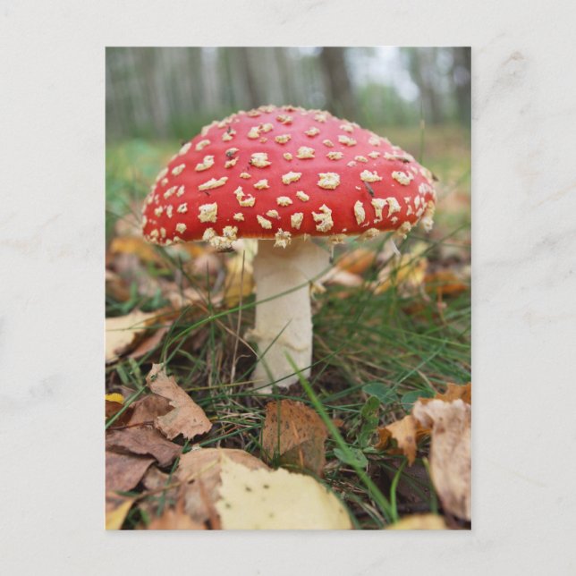 Red Fly Agaric Postcard (Front)