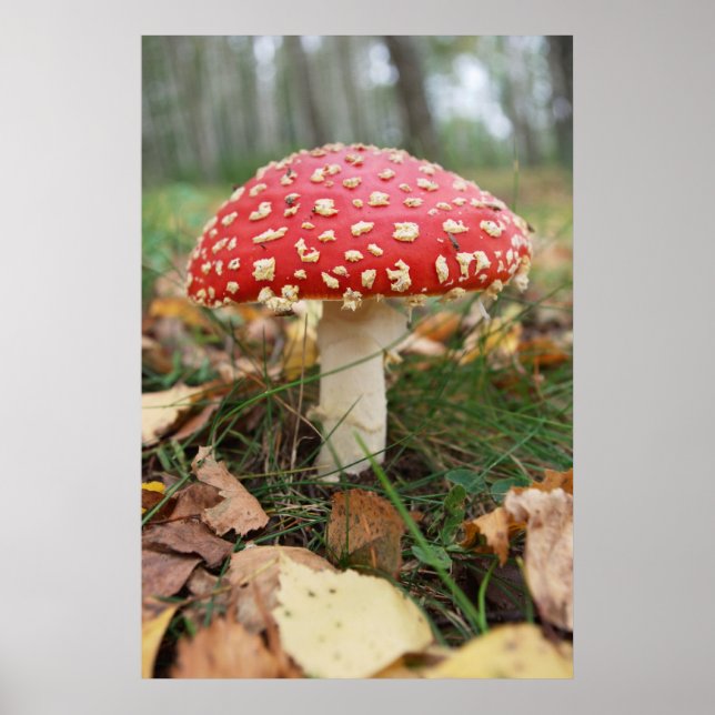 Red Fly Agaric Poster (Front)