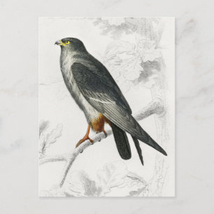 Red-footed Falcon Illustration Vintage Art Print Postcard