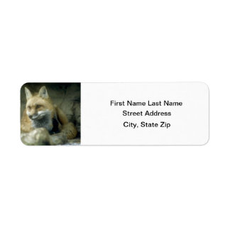 Red Fox