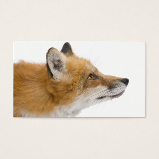 Red fox