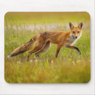 Red Fox Adult Mouse Pad
