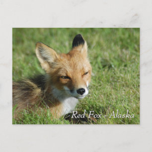Red Fox Alaska Postcard