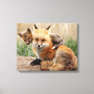 Red Fox And Baby Canvas Print