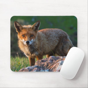 Red Fox at Sunset, Australia, Wildlife Photo Mouse Pad