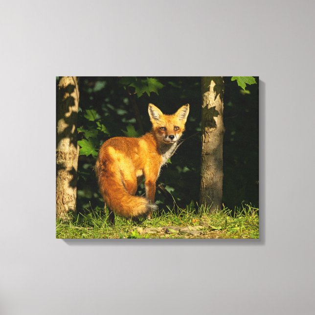 Red Fox Beauty Canvas Print (Front)