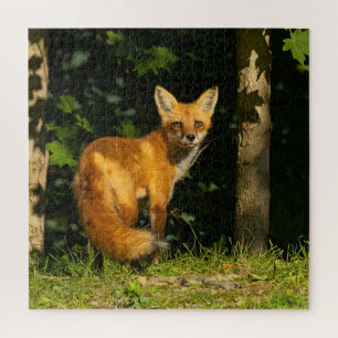 Red Fox Beauty Jigsaw Puzzle