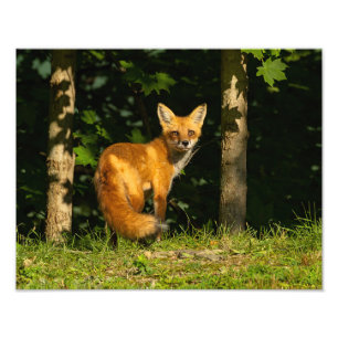 Red Fox Beauty Photo Print