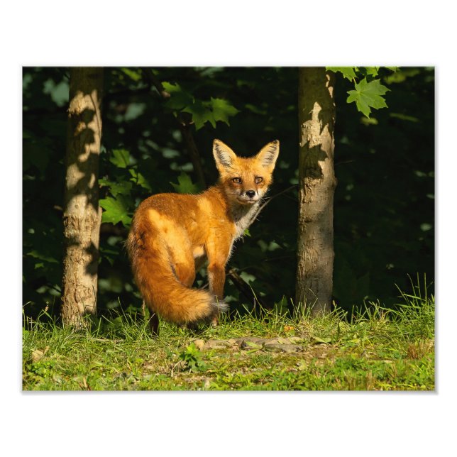 Red Fox Beauty Photo Print (Front)