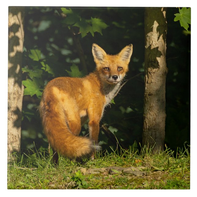 Red Fox Beauty Tile (Front)