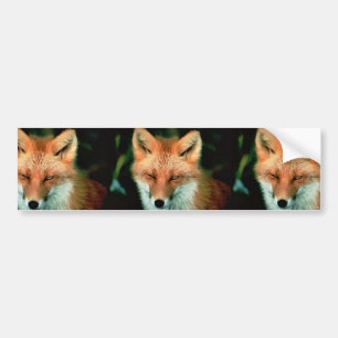 Red Fox Bumper Sticker