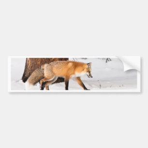 Red Fox Bumper Sticker