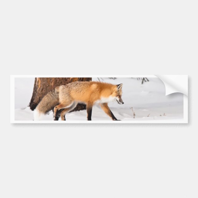 Red Fox Bumper Sticker (Front)