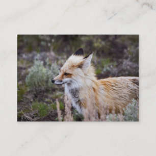 Red Fox - Business Card