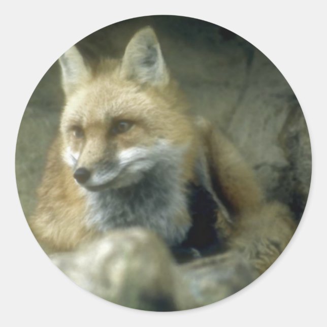 Red Fox Classic Round Sticker (Front)