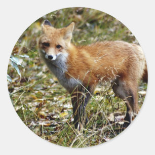 Red Fox Classic Round Sticker