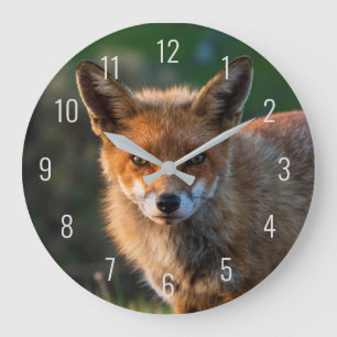 Red Fox Close Up Photo Portrait Face Sunset Large Clock