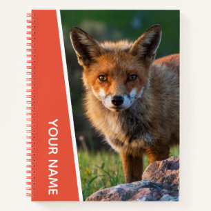 Red Fox Closeup Portrait Photo Sunset Australia Notebook