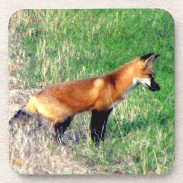 Red Fox Coasters (Front)