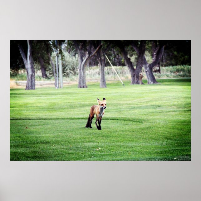 red fox colour photography poster print (Front)