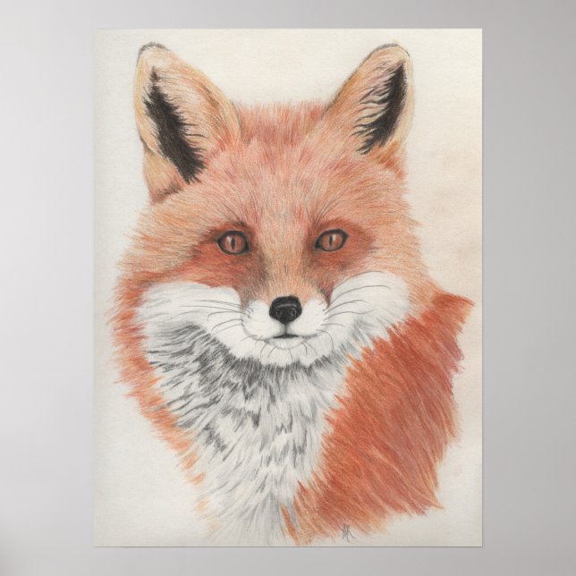 Red Fox Coloured Pencil Drawing Print (Front)