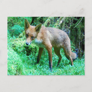 Red Fox Cub Holiday Postcard