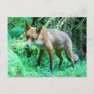 Red Fox Cub Postcard
