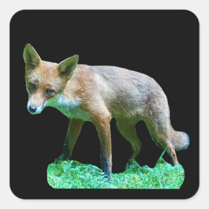 Red Fox Cub Square Sticker