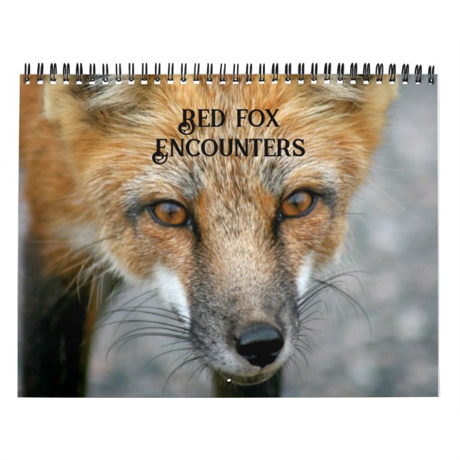 Red Fox Encounters Fox Photography Calendar (Cover)