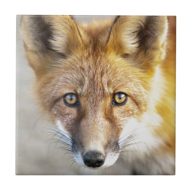 Red Fox Face, Close-up Tile (Front)