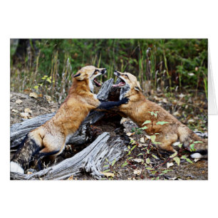 Red Fox - Fight
