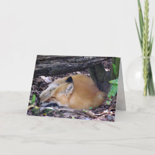 Red Fox Greeting Card