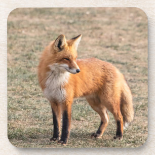 Red Fox in a field Coaster