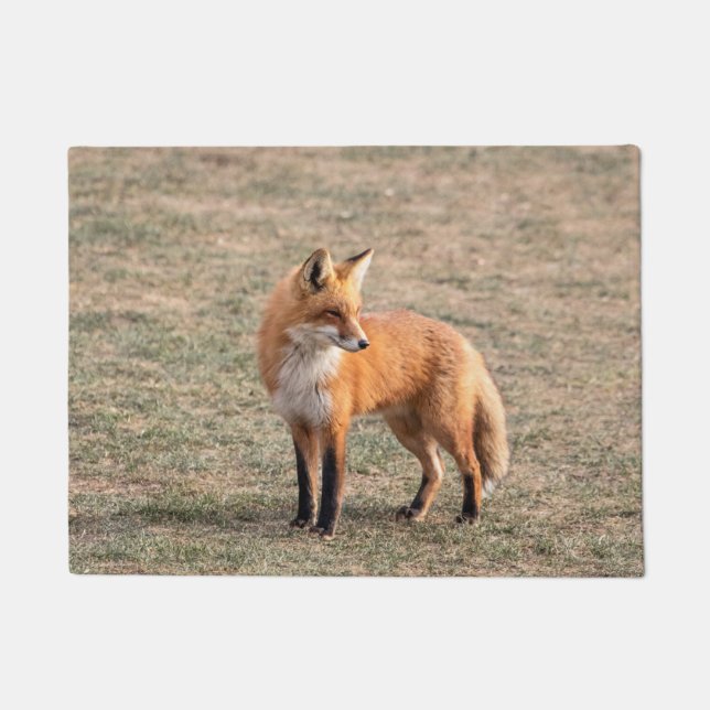 Red Fox in a field Doormat (Front)