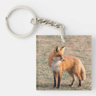 Red Fox in a field Key Ring