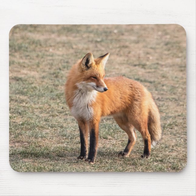 Red Fox in a field Mouse Pad (Front)
