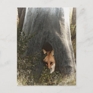 Red Fox in a Tree Gifts and Apparel Postcard