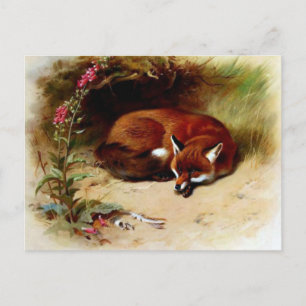 Red Fox in Front of Her Den Postcard