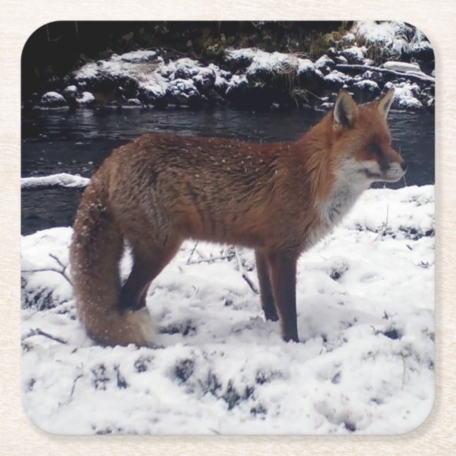 Red Fox in Snow Coaster (Front)