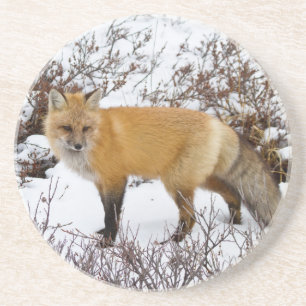 Red Fox in snow in winter Coaster