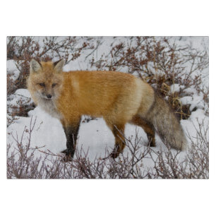 Red Fox in snow in winter Cutting Board
